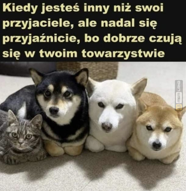 Śmieszny mem: 4936762 - MemLand