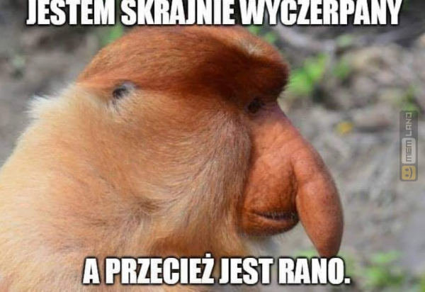 Śmieszny mem: 4940022 - MemLand