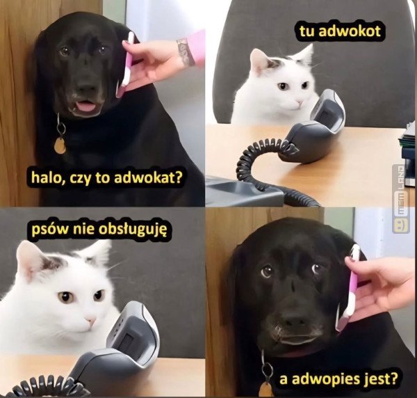 Śmieszny mem: 4980890 - MemLand