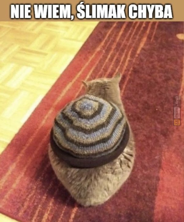 Śmieszny mem: 5107599 - MemLand