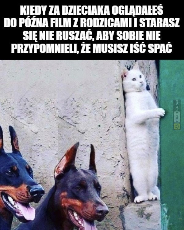 Śmieszny mem: 5145410 - MemLand