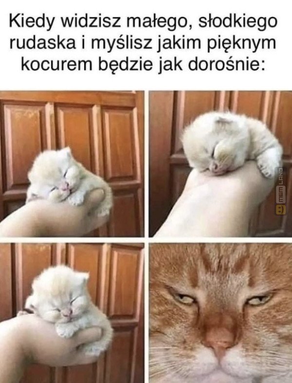 Śmieszny mem: 5173180 - MemLand