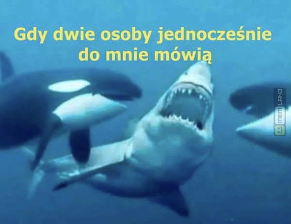 Śmieszny mem: 5173772 - MemLand