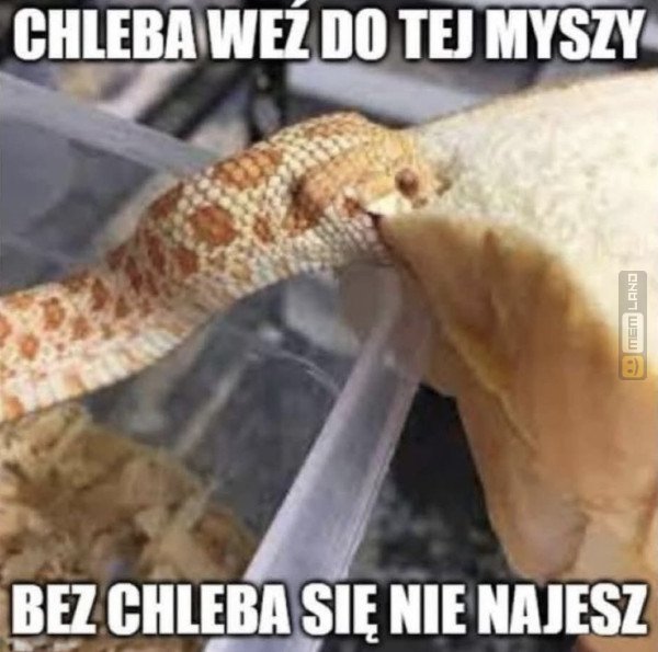 Śmieszny mem: 5177009 - MemLand