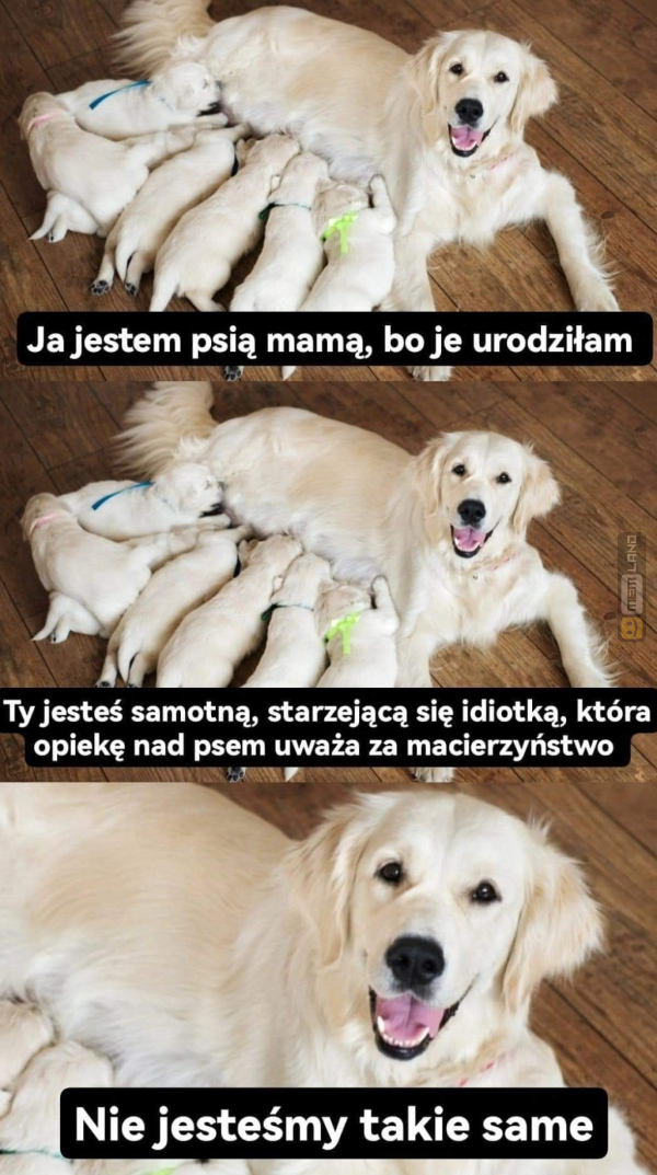 Śmieszny mem: 5248911 - MemLand