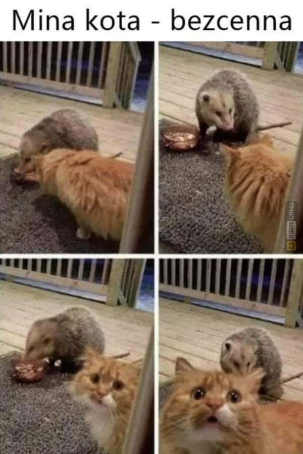 Śmieszny mem: 5259963 - MemLand