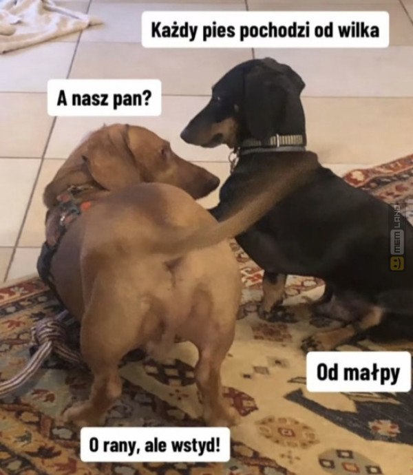 Śmieszny mem: 5330489 - MemLand