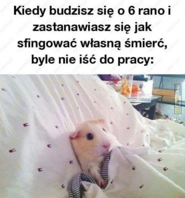 Śmieszny mem: 5365203 - MemLand