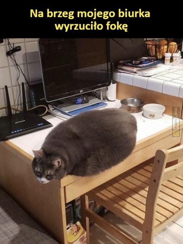 Śmieszny mem: 5375565 - MemLand