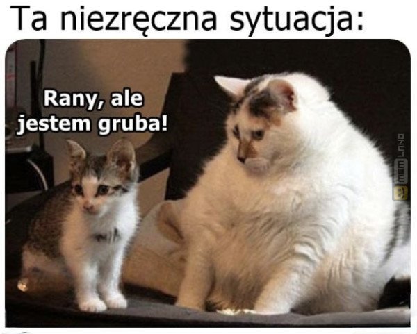 Śmieszny mem: 5395264 - MemLand