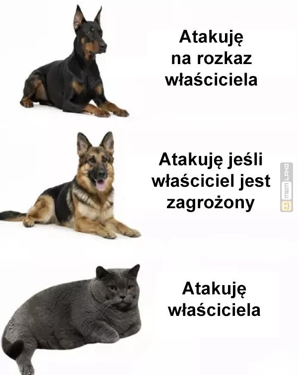 Śmieszny mem: 5410352 - MemLand