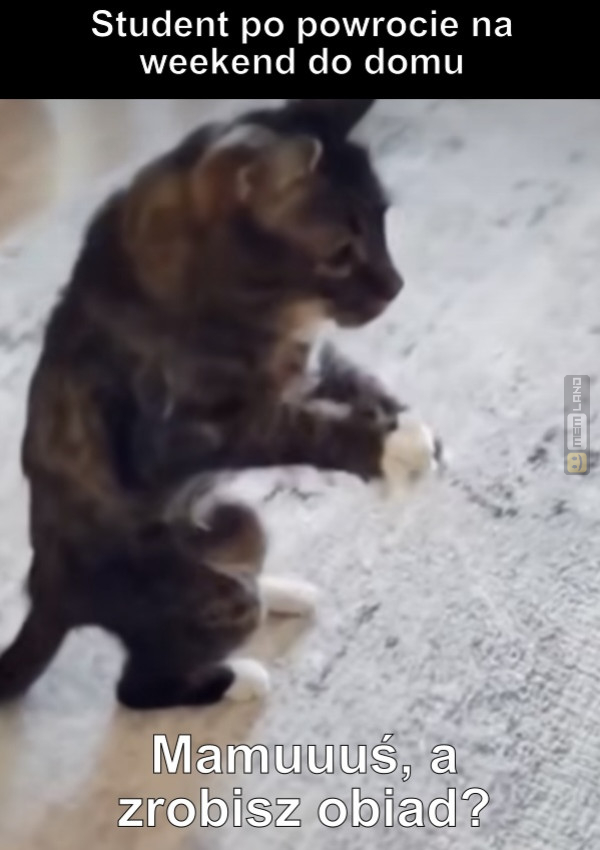 Śmieszny mem: 5411560 - MemLand