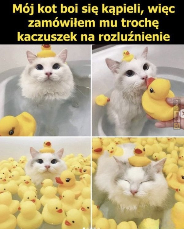 Śmieszny mem: 5489577 - MemLand