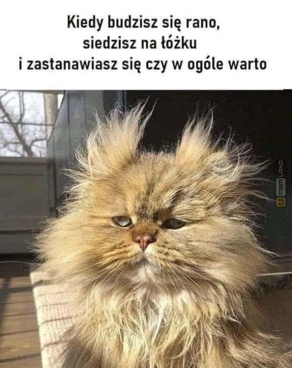 Śmieszny mem: 5543360 - MemLand