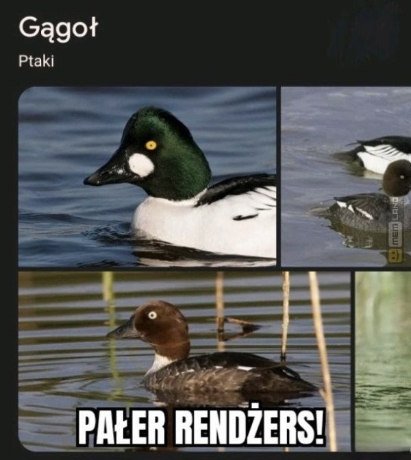 Śmieszny mem: 5559388 - MemLand