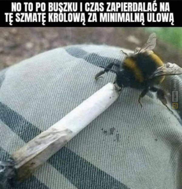 Śmieszny mem: 5604738 - MemLand