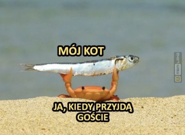 Śmieszny mem: 5612124 - MemLand