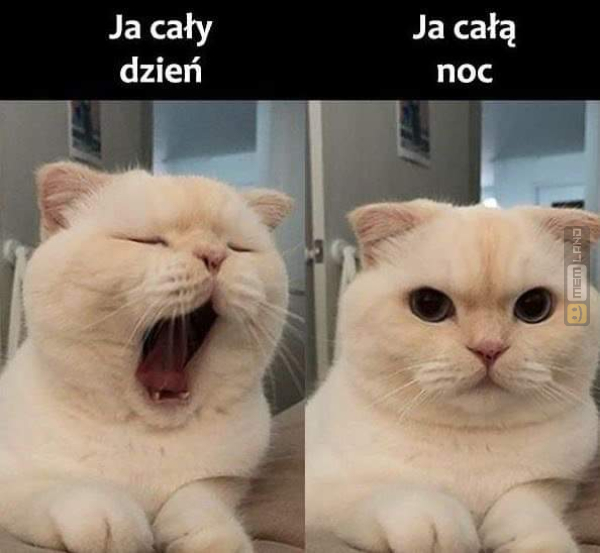 Śmieszny mem: 5622096 - MemLand