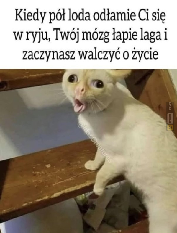 Śmieszny mem: 5622790 - MemLand