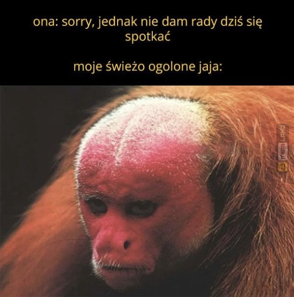 Śmieszny mem: 5785513 - MemLand