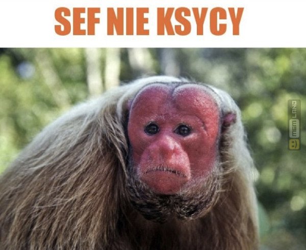 Śmieszny mem: 5807703 - MemLand