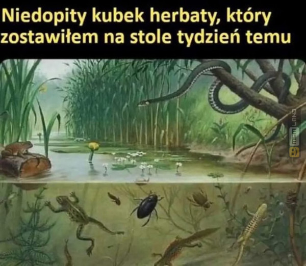 Śmieszny mem: 5838388 - MemLand