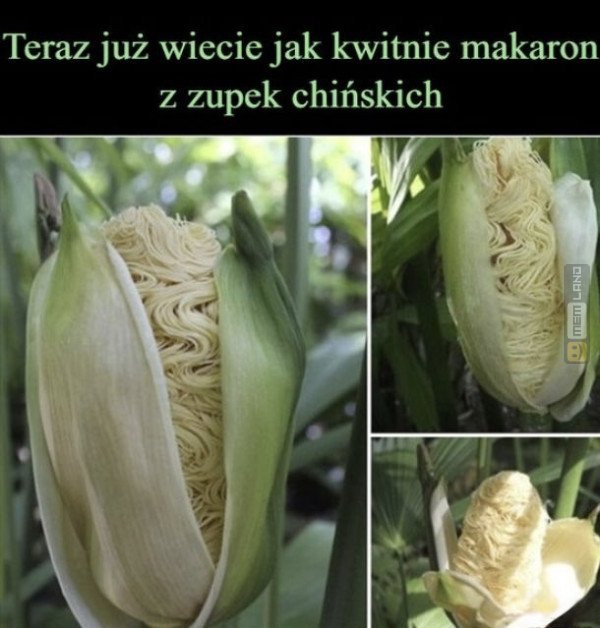 Śmieszny mem: 5895479 - MemLand