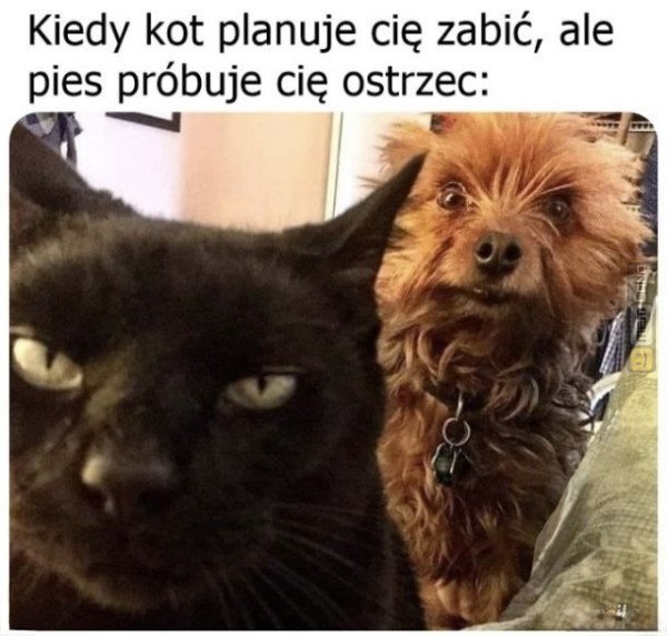 Śmieszny mem: 5952423 - MemLand