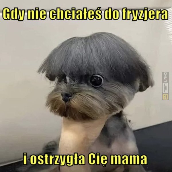 Śmieszny mem: 5965790 - MemLand