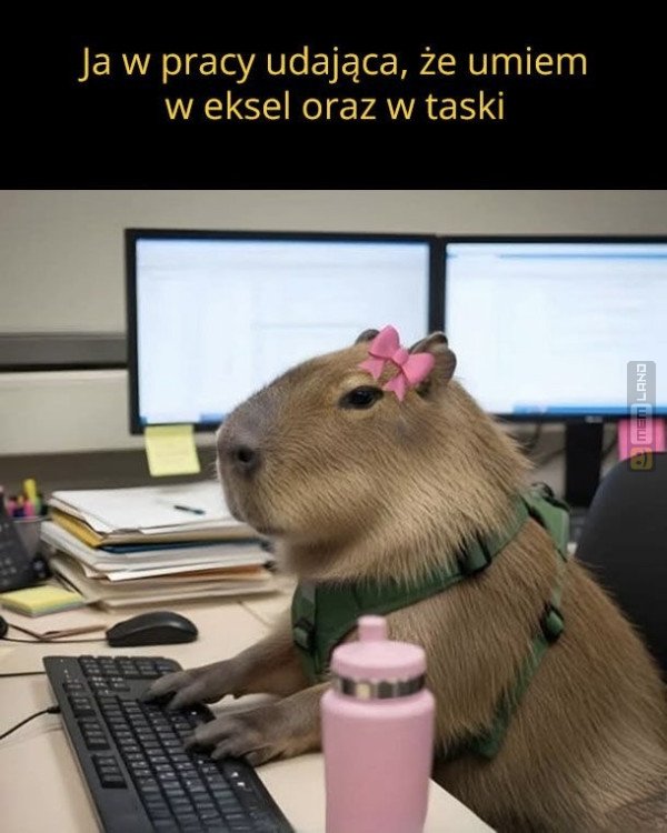 Śmieszny mem: 6001720 - MemLand