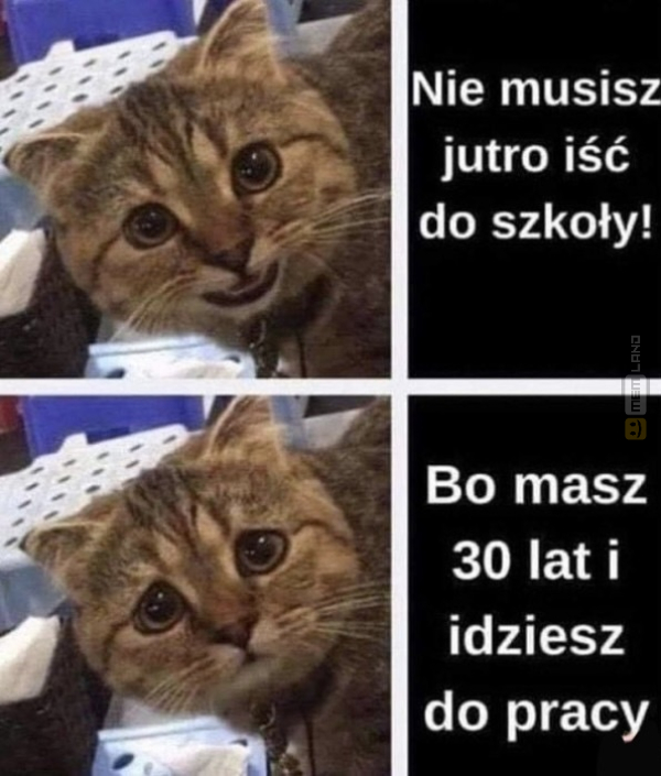 Śmieszny mem: 6010340 - MemLand