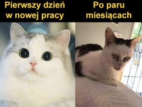Śmieszny mem: 6028869 - MemLand