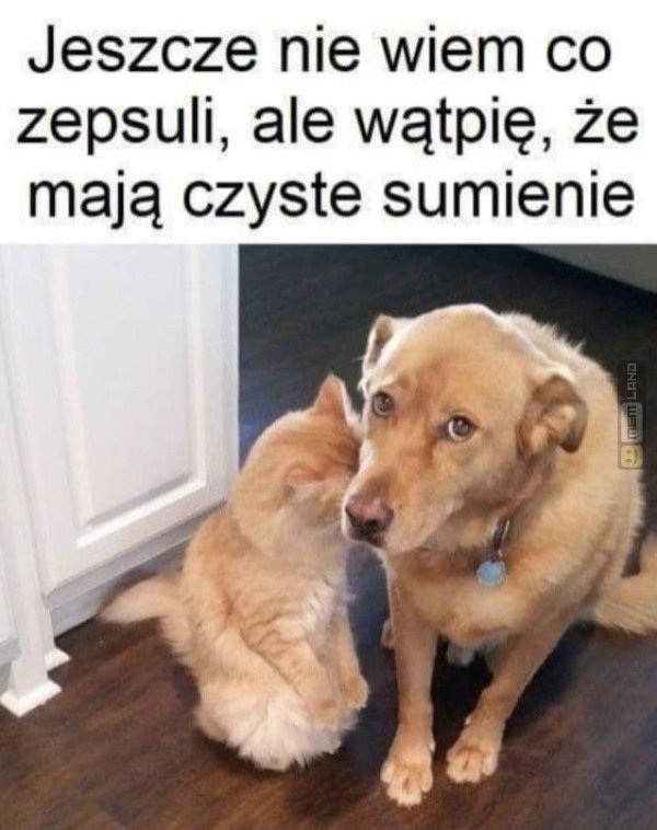 Śmieszny mem: 6082064 - MemLand