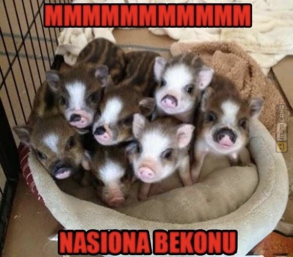 Śmieszny mem: 6136729 - MemLand