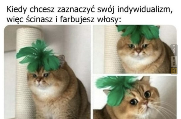 Śmieszny mem: 6149776 - MemLand