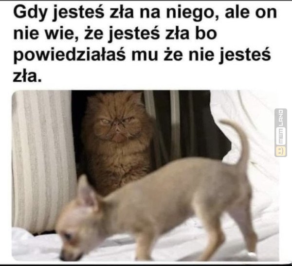 Śmieszny mem: 6235167 - MemLand