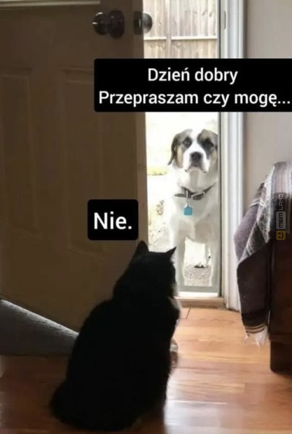 Śmieszny mem: 6262579 - MemLand