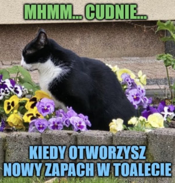 Śmieszny mem: 6290503 - MemLand