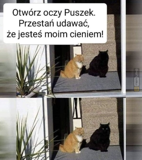 Śmieszny mem: 6304202 - MemLand