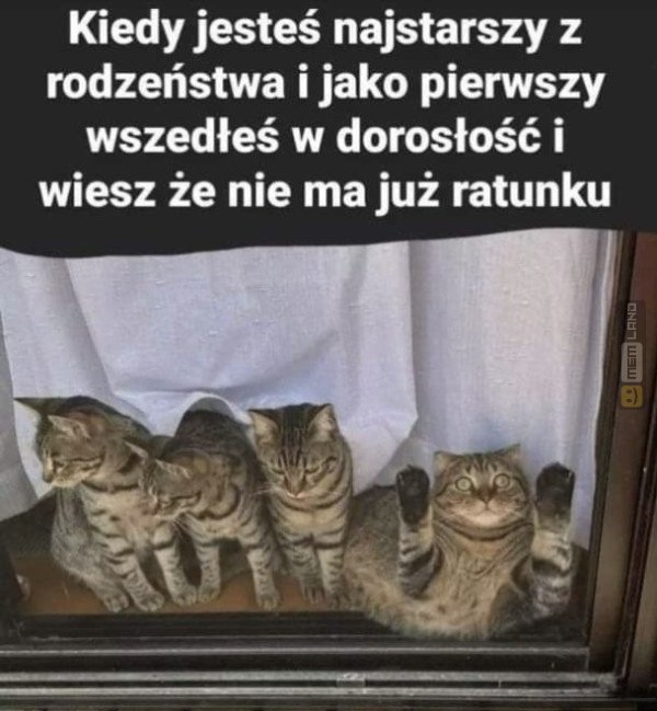 Śmieszny mem: 6322780 - MemLand