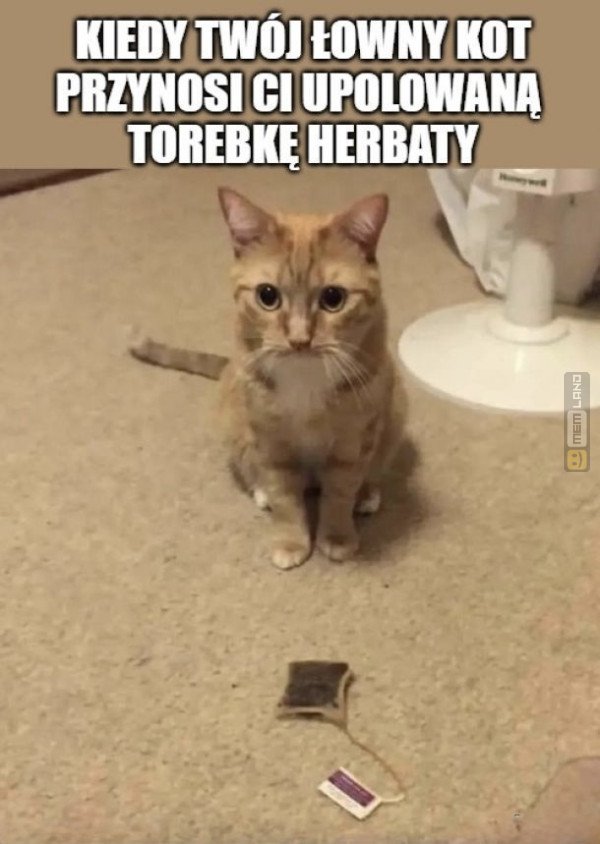 Śmieszny mem: 6332743 - MemLand