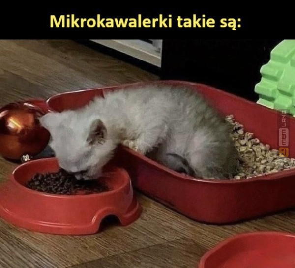 Śmieszny mem: 6359581 - MemLand