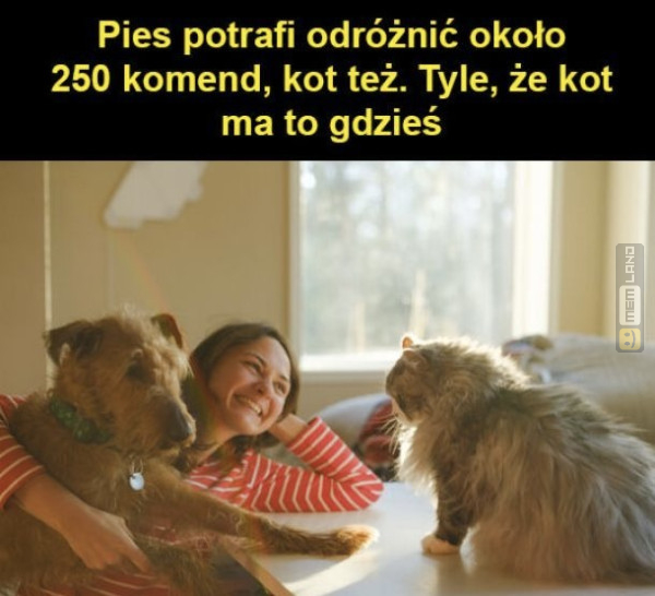 Śmieszny mem: 6420964 - MemLand