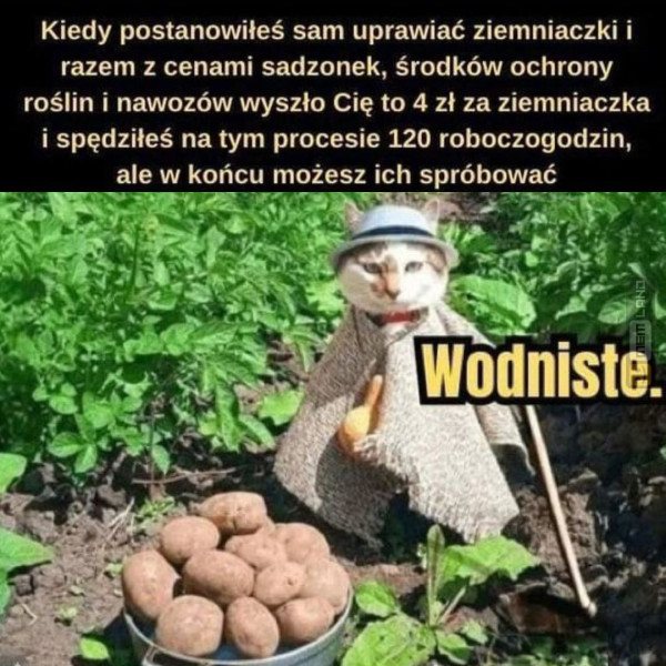 Śmieszny mem: 6451581 - MemLand