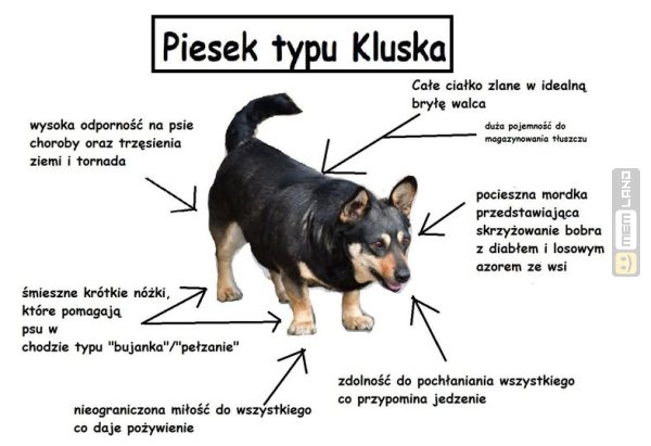 Śmieszny mem: 6644783 - MemLand