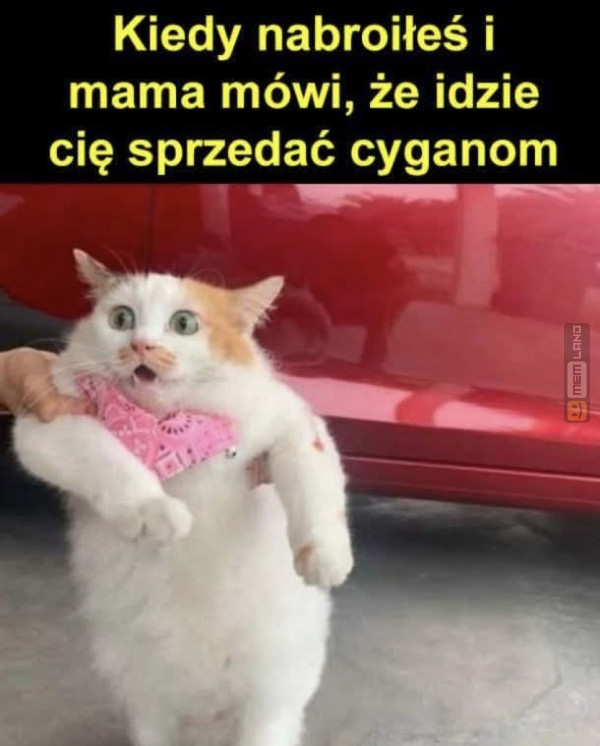 Śmieszny mem: 6660254 - MemLand