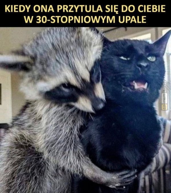 Śmieszny mem: 6689778 - MemLand