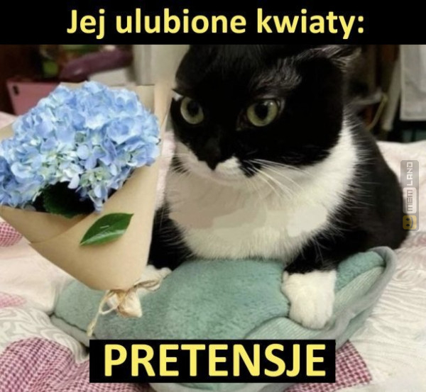 Śmieszny mem: 6691412 - MemLand