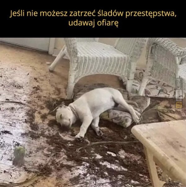 Śmieszny mem: 6698007 - MemLand