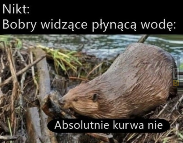 Śmieszny mem: 6762481 - MemLand